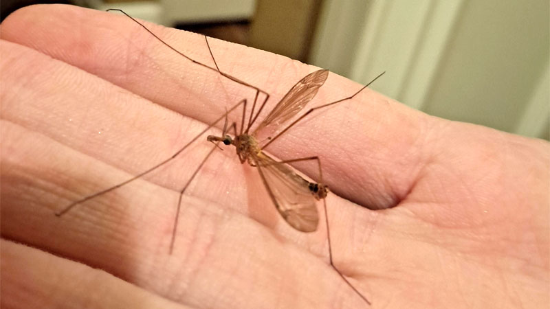 mosquito eater on hand
