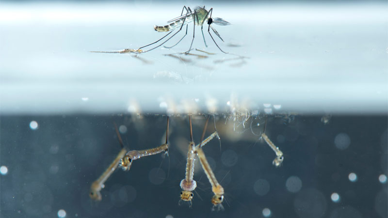 mosquito larvae underwater