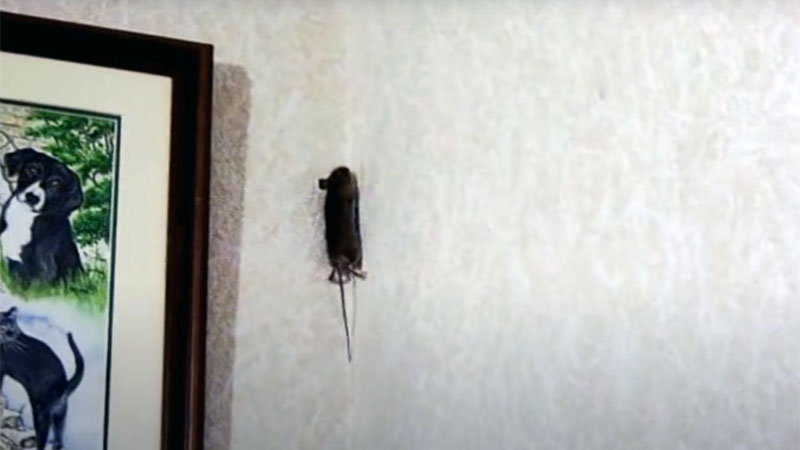 mouse climbing wall