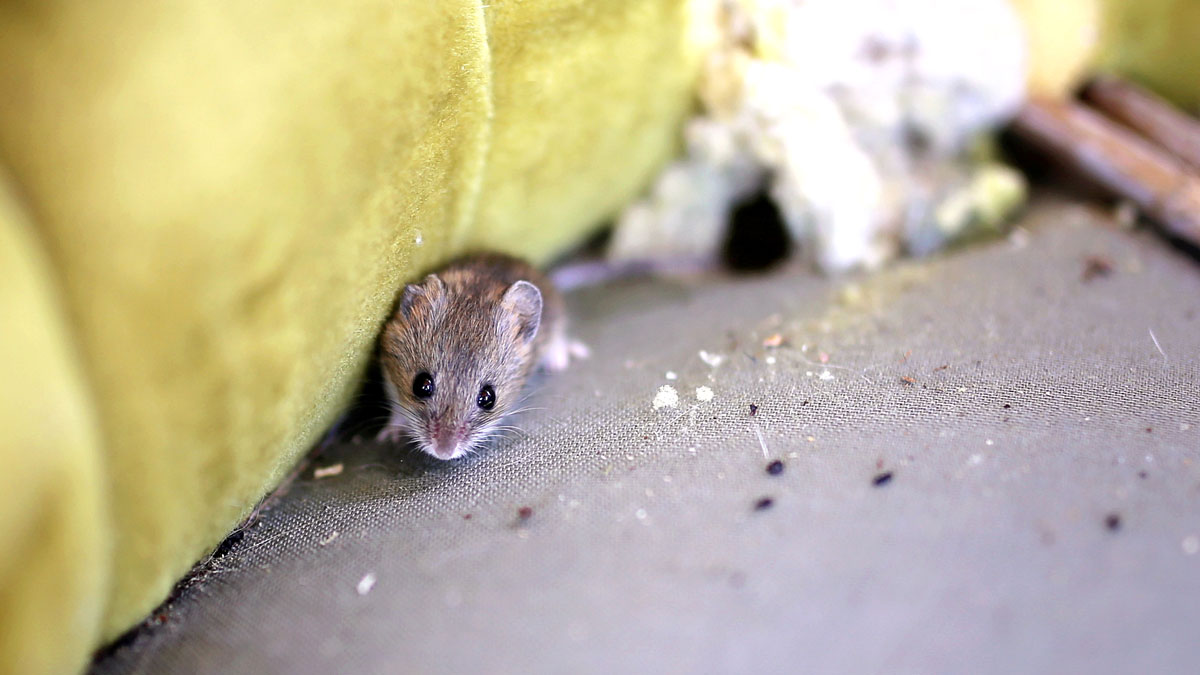 mouse in chair