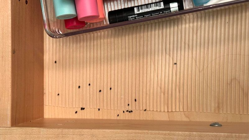 mouse poop in drawer