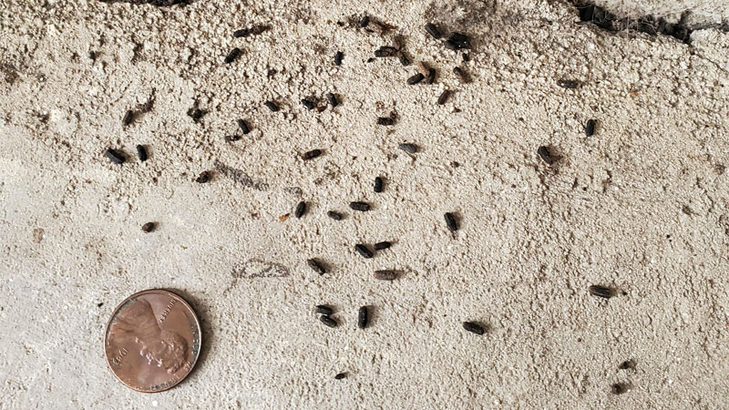 mouse scat in garage
