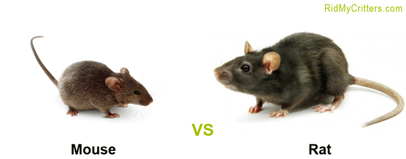 mouse vs rat