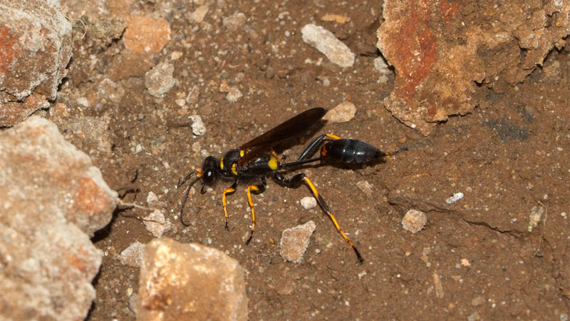 do mud daubers sting?