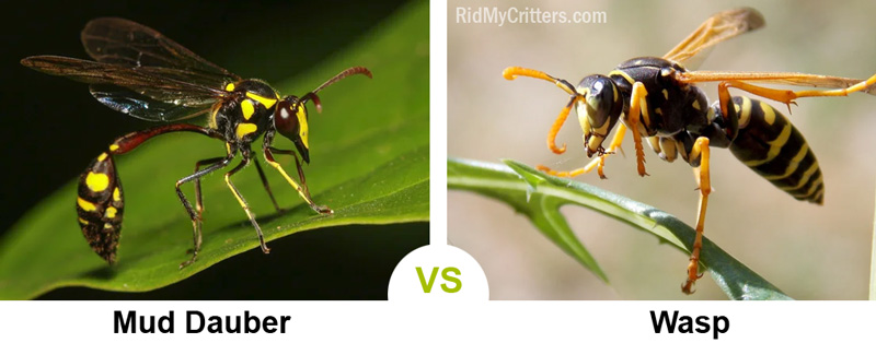 mud dauber vs wasp