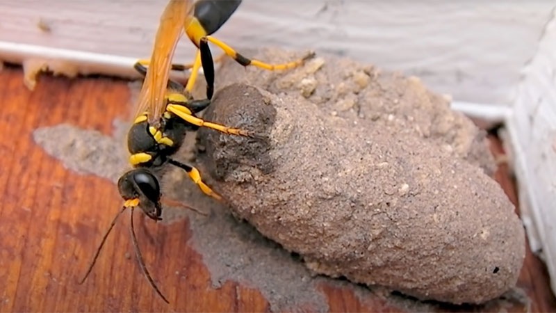 mud dauber wasp nest