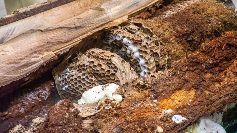 murder hornet nest