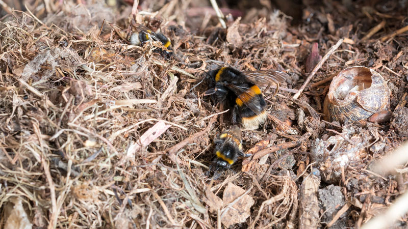 nesting bumble bee