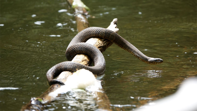 watersnake