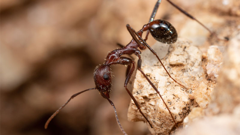 Novomessor cockerelli ant