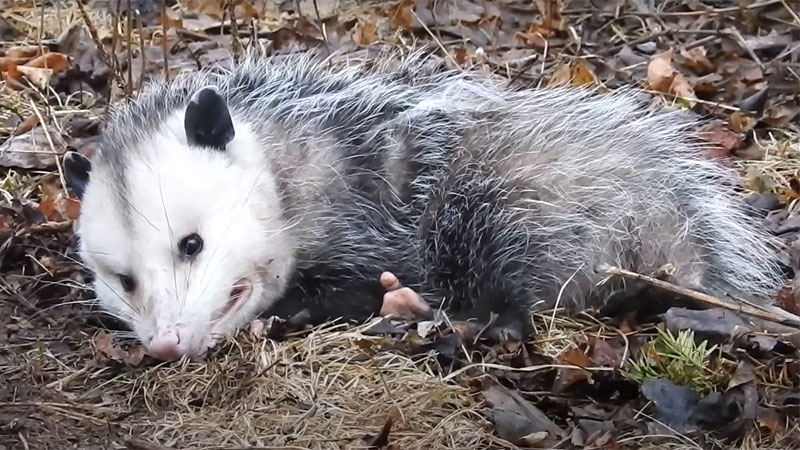 opossum playing dead