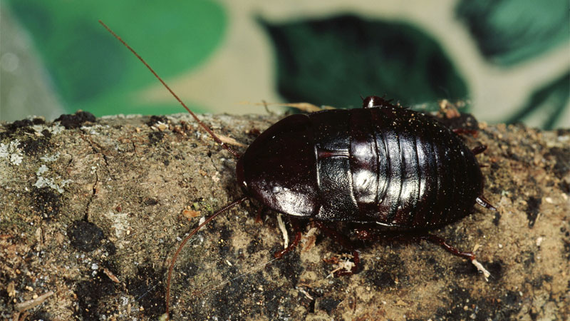 Oriental cockroach