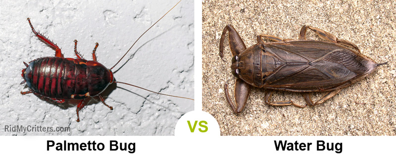 palmetto bug vs water bug