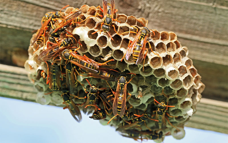 paper wasp nest