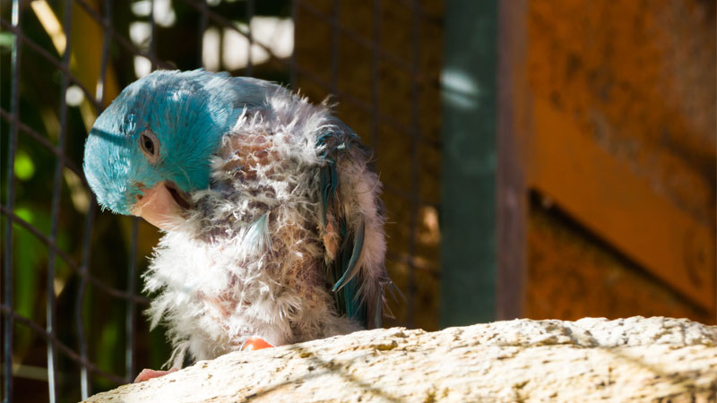 parrot with bird mites