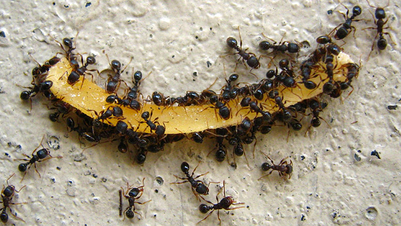 pavement ants in kitchen