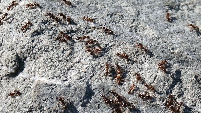 pavement ants