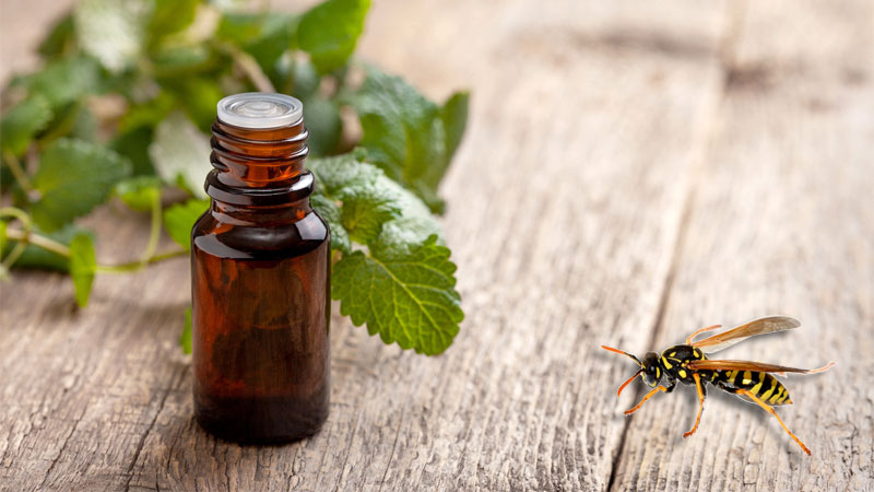Does Peppermint Oil Repel Wasps? (Here's the Truth)