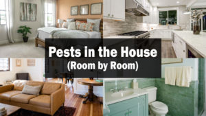 pests in the house (room by room)