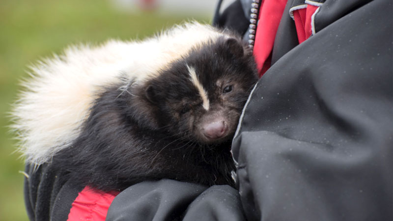 pet skunk