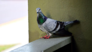 pigeon on porch