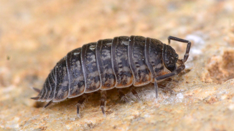 pill bug