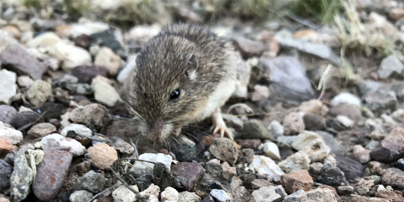 arizona pocket mouse arizona pocket mouse