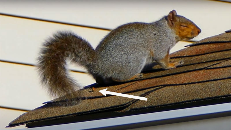 pooping squirrel