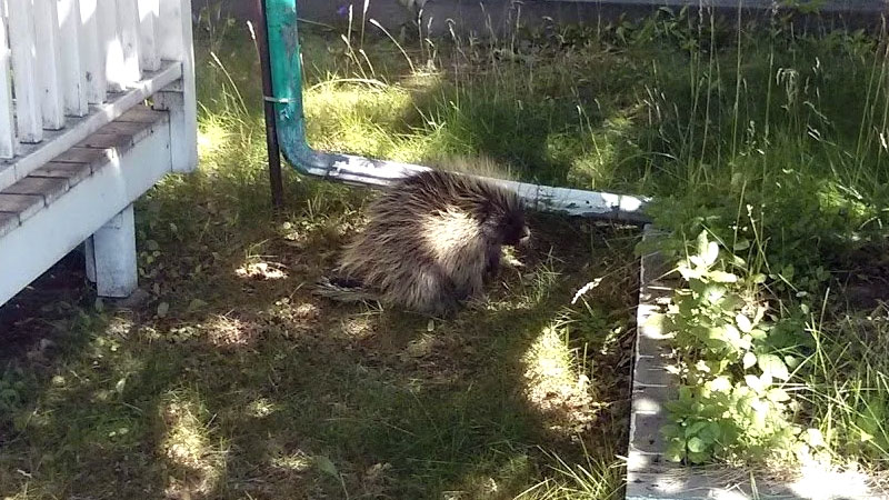 porcupine in yard