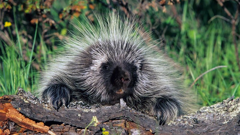 porcupine on tree stump