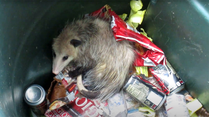 possum in trash
