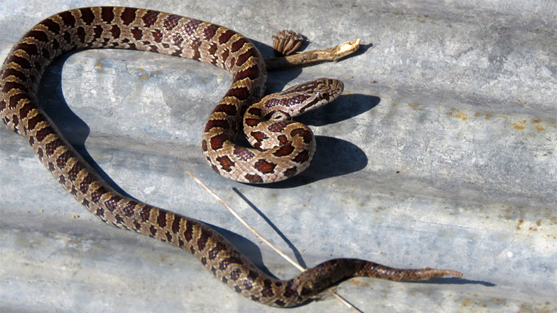 Prairie kingsnake