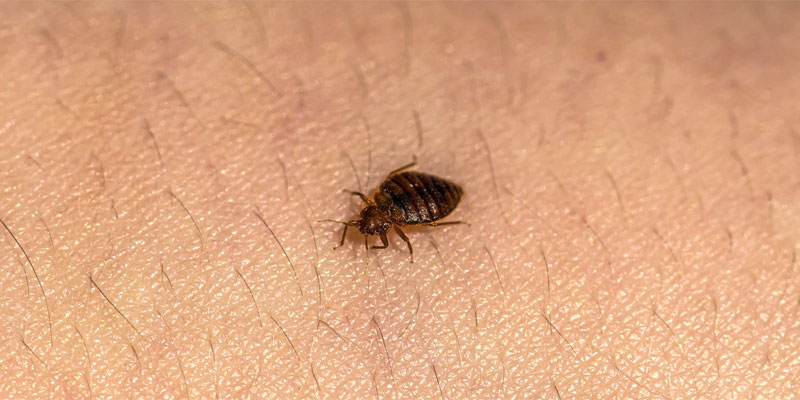 prevent bed bug bites