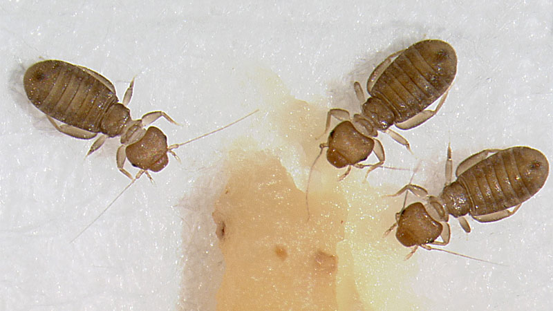 psocids booklice