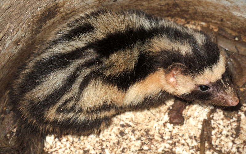 pygmy spotted skunk