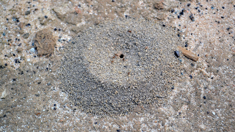 pyramid ant mound