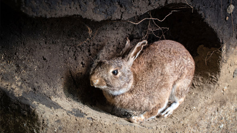 rabbit burrow