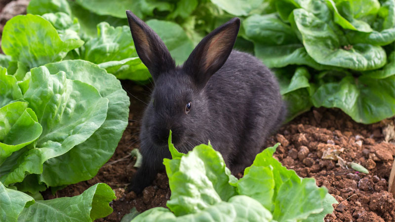 rabbit in garden