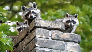 raccoon in chimney