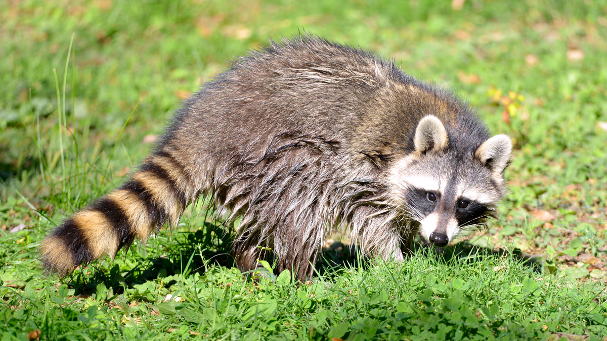 raccoon poop