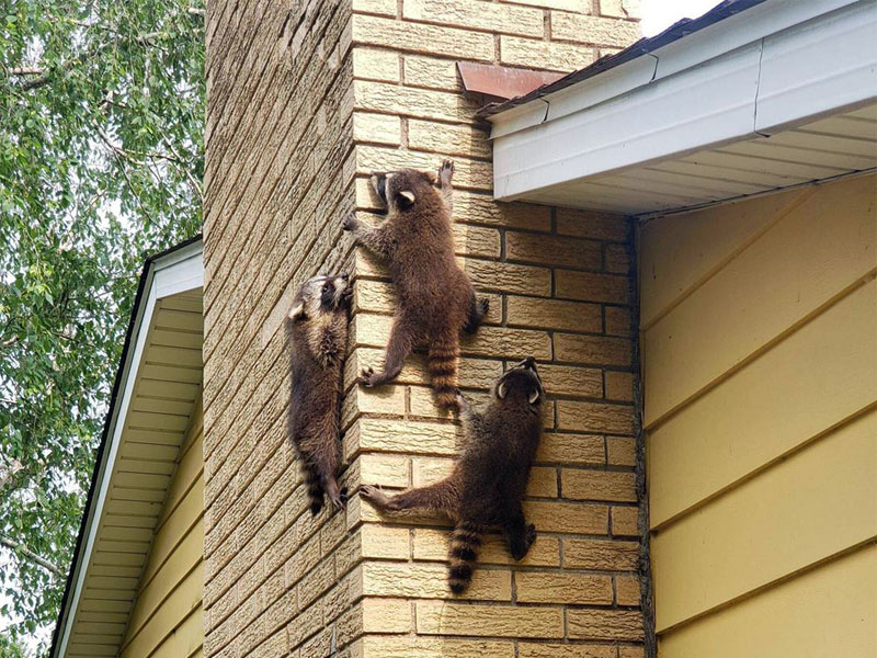 raccoons climbing chimney