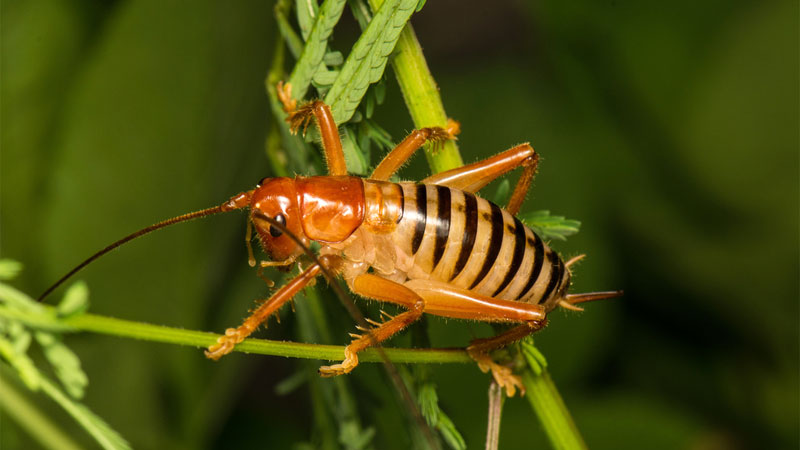 raspy cricket