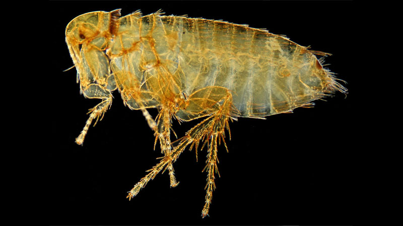 rat flea