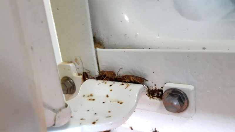 roaches in fridge