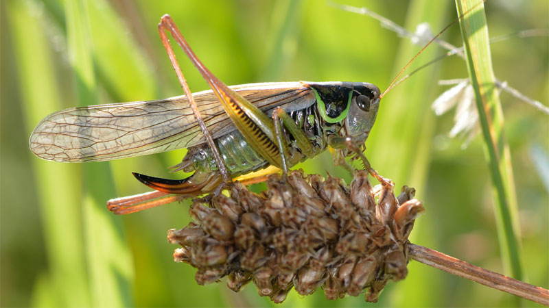 Roesel's bush cricket