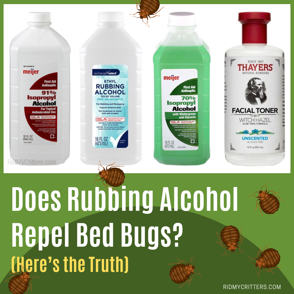 rubbing alcohol bed bugs pin