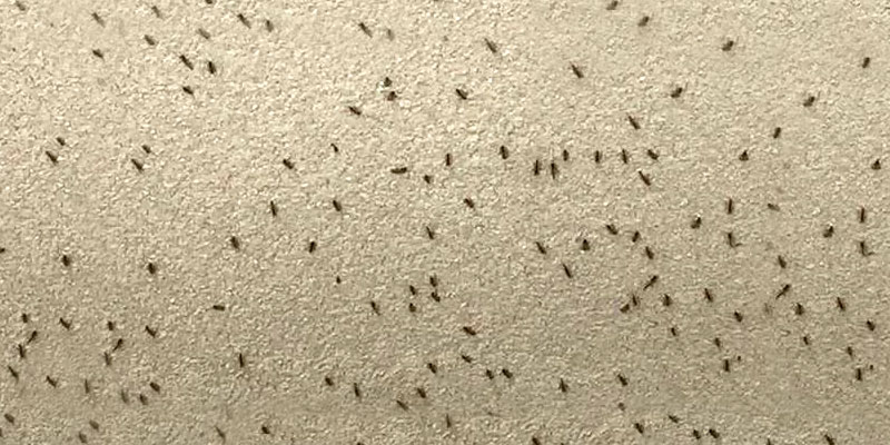 sand flies on wall