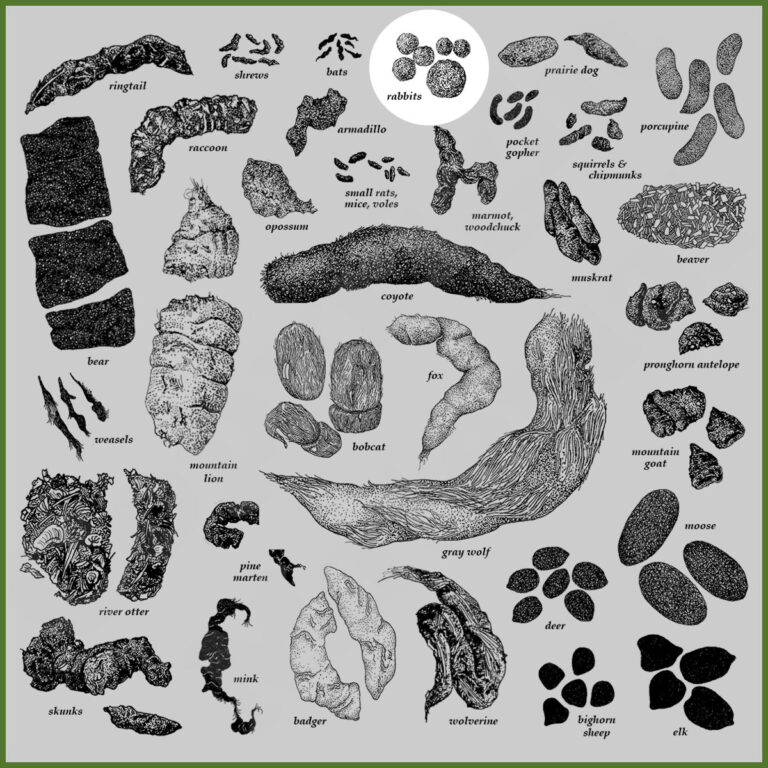 How to Identify Rabbit Poop (With Pictures) – RidMyCritters.com