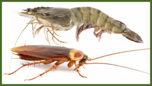 are shrimp and cockroaches related?