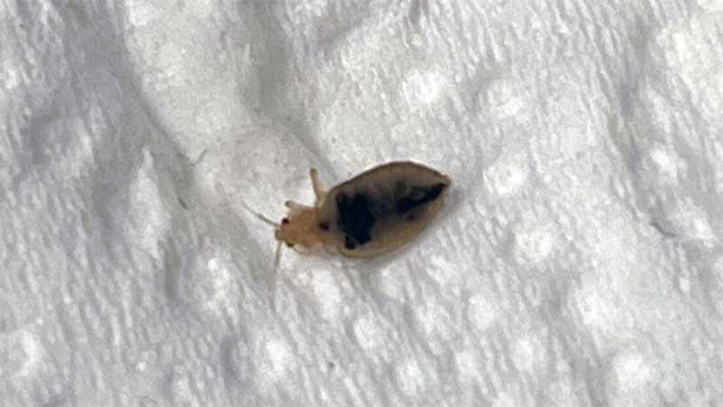 skin casing of bed bug
